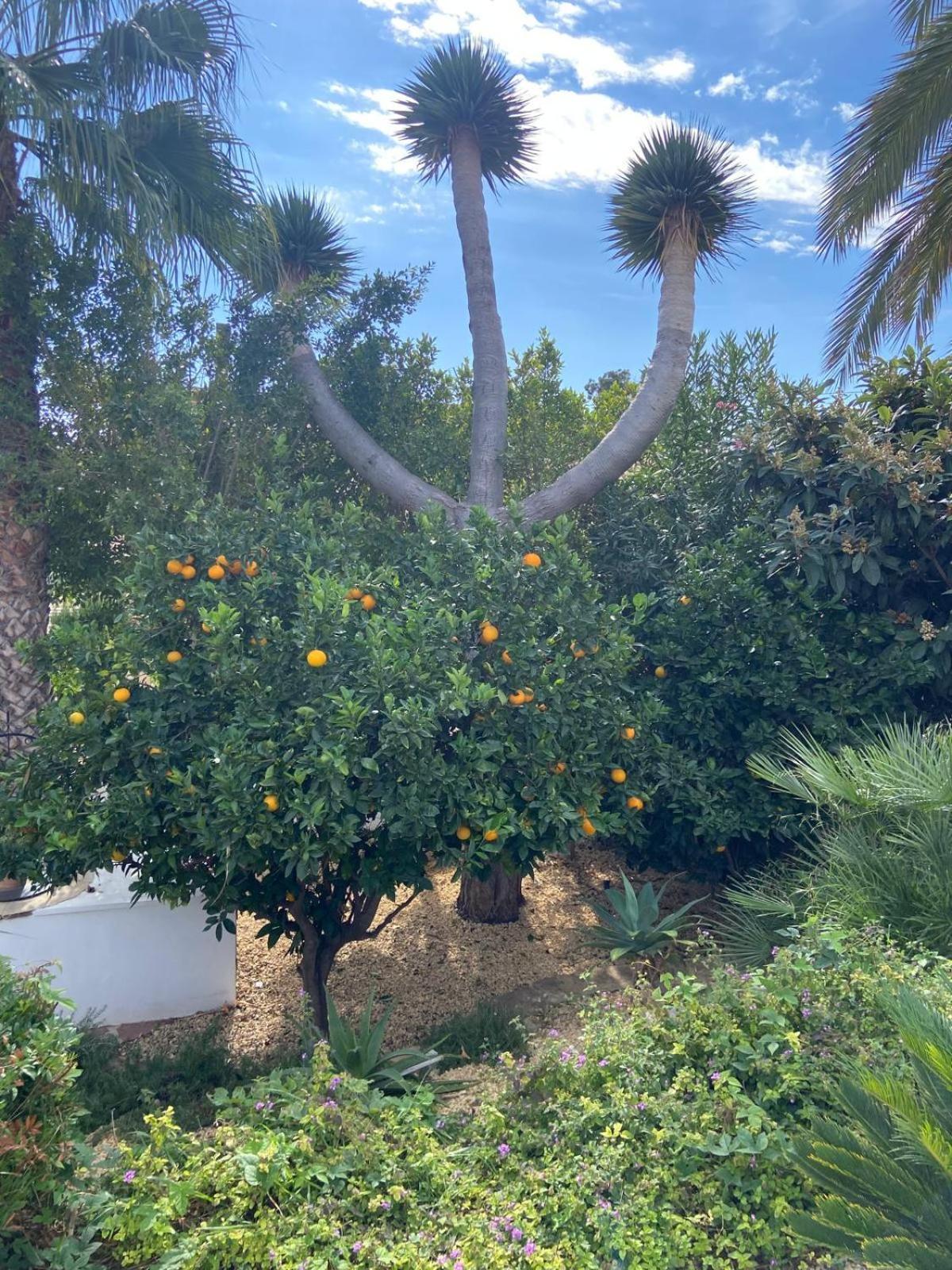 Authentic Hacienda Near The Sea Villa Benissa Exterior photo